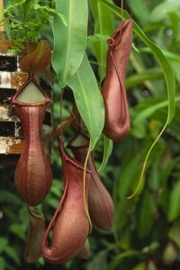 These pitcher plant traps may look more like flowers, but they are actually modified leaves