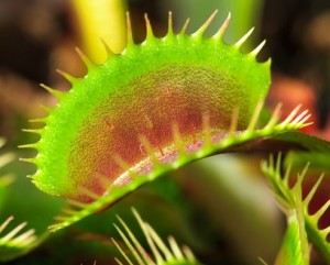 This Venus flytrap leaf is designed to capture insects for food
