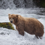Bears, who are true omnivores, resemble carnivores much more closely than they resemble herbivores. What herbivore would chomp into a whole raw fish and swallow it bones, scales, organs, and more?
