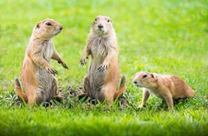 Whole colonies of prairie dogs, who are an integral part of the ecosystem, are wiped out to make the landscape more friendly for cattle