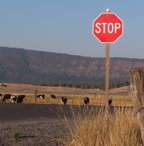 This picture says it all. Cattle grazing is highly destructive to life on earth. Just stop eating meat. 
