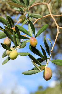 Olives are a whole food, and can be a delicious part of Mediterranean recipes. But watch out for olive oil. 