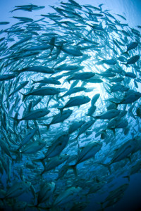 Fish are quite remarkable when they are swimming in the ocean. Let's leave them there. 