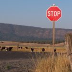 stop-sign-w-cows-edited